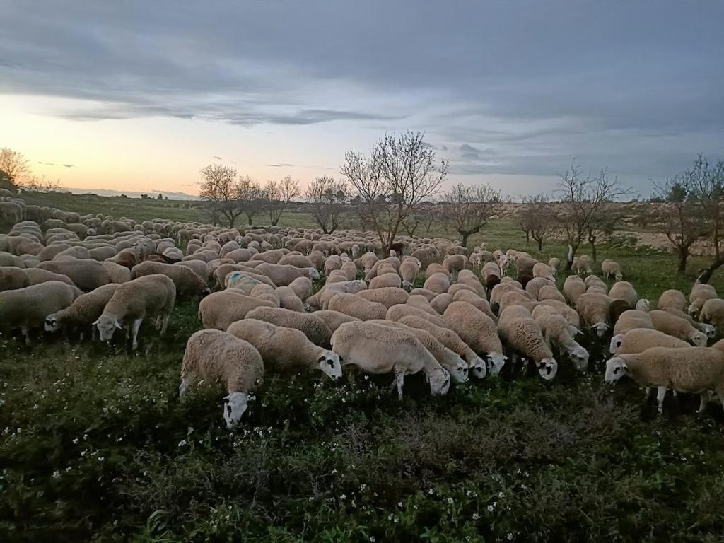 Animaux dans la maison de vacances ou à proximité