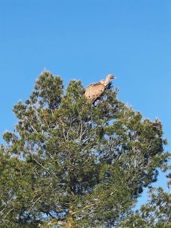 a bird sitting on top of a tree at Duplex LLORACH I in Omellóns
