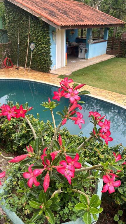 a bush with pink flowers next to a swimming pool at Marcos Araújo in Mairinque