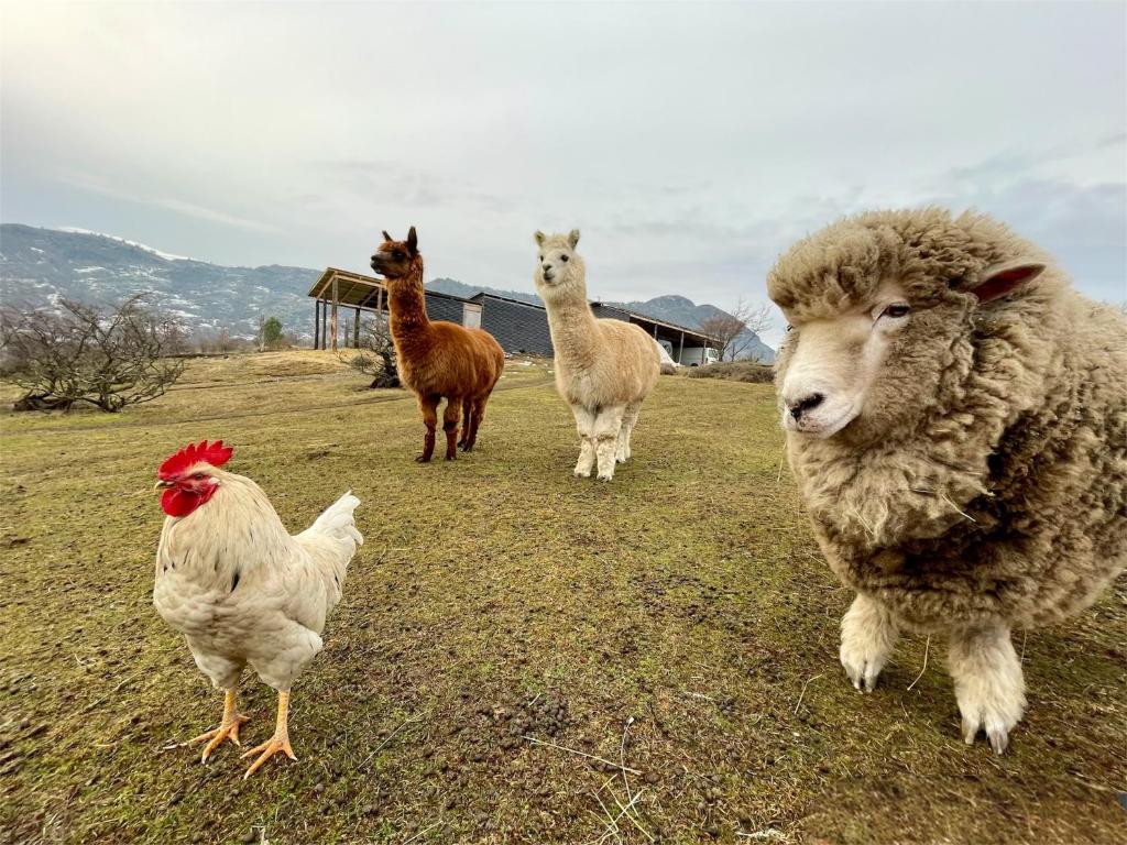 a group of sheep and chickens standing in a field at Cabaña Canelita in Cochrane