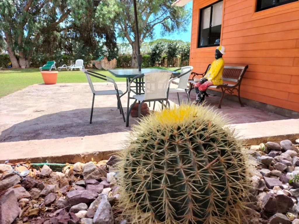 una persona seduta su una panchina accanto a un cactus di Oasis y canto de pájaros Piedra Colgada Copiapó a Copiapó