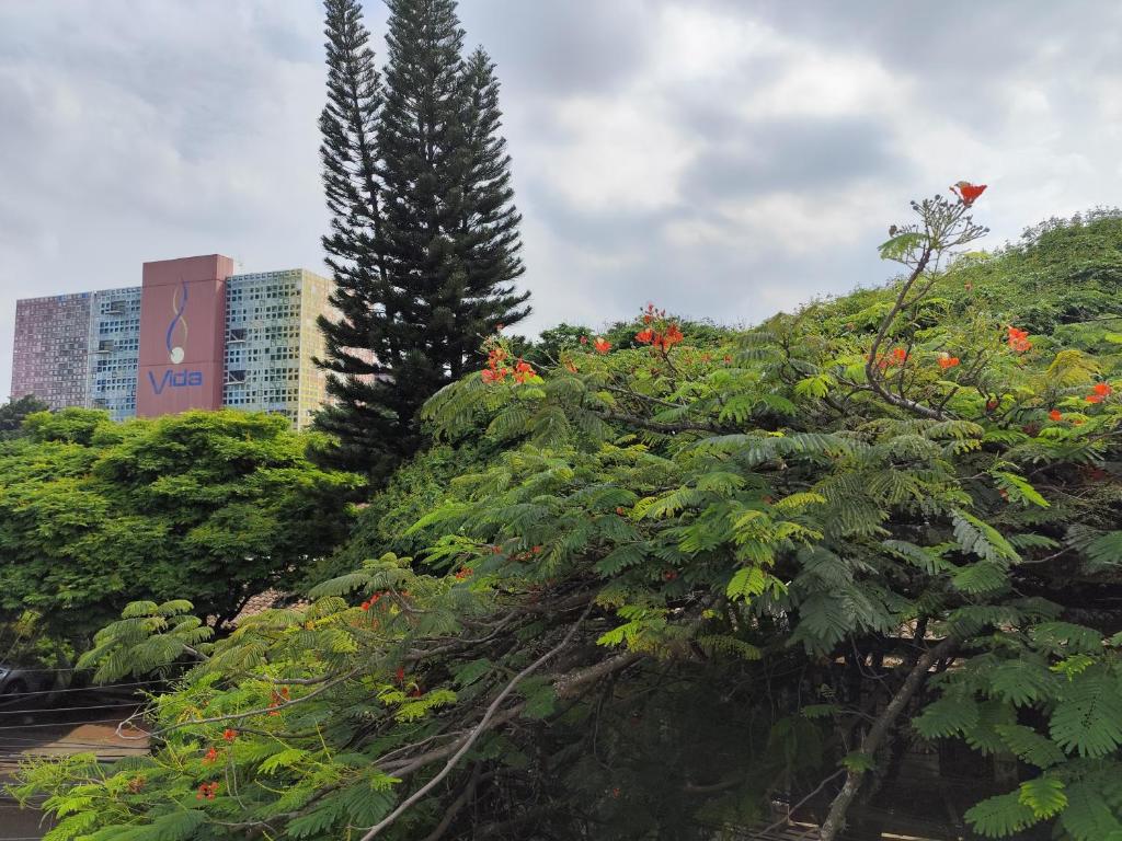 a tree with red flowers on it in a city at Casa de hospedaje Lili - Cali in Cali