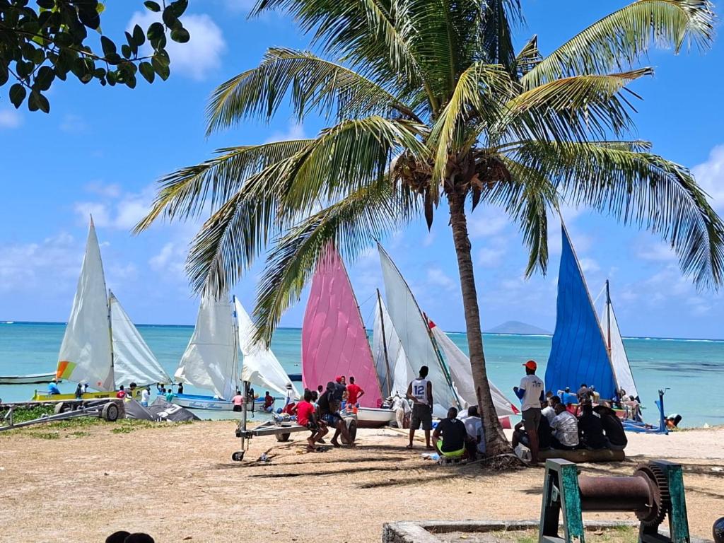 a group of sailboats on a beach with a palm tree at Whynot Mauritius in Grande Gaube