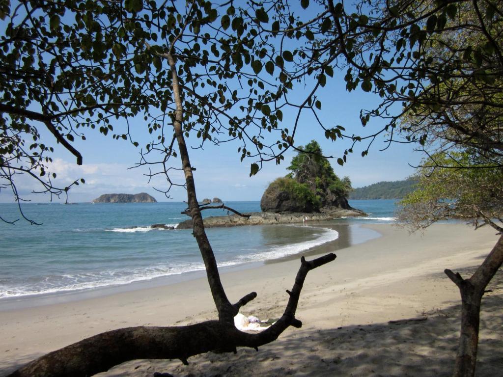 a tree on a beach with the ocean at The Elephant Castle Beach Front Penthouse in Manuel Antonio