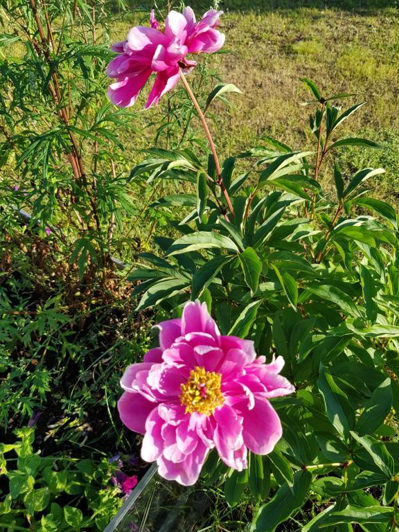 Κήπος έξω από το Dessans Amerikan Robe