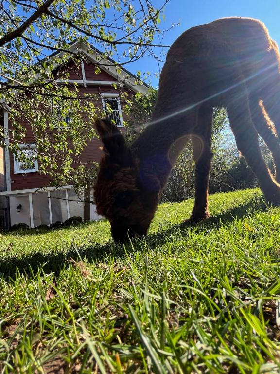 a person holding a chicken in the grass at Rottal-AlpakaLodge Zeit zu Zweit im Grünen in Abtsgmünd