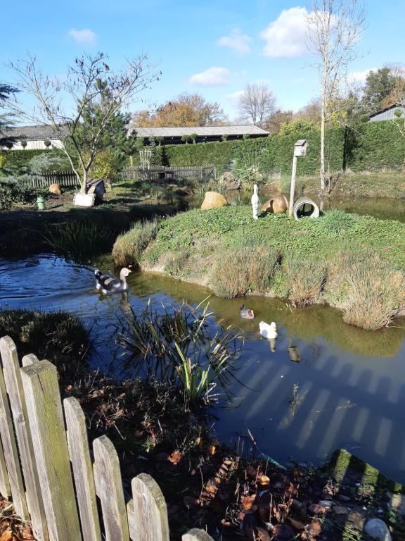 a group of ducks swimming in a pond at La mare aux canards in Châteauvieux