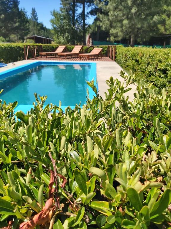 Swimmingpoolen hos eller tæt på Complejo Del Bosque