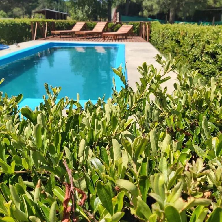 Swimmingpoolen hos eller tæt på Complejo Del Bosque