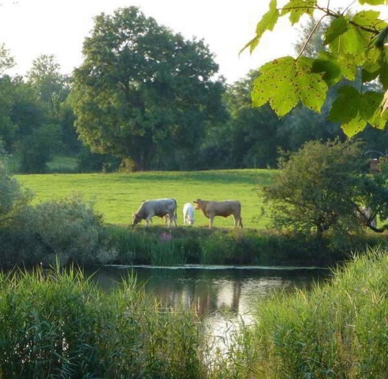 Fotografie z fotogalerie ubytování Waterside Studio Sanctuary v destinaci Belturbet