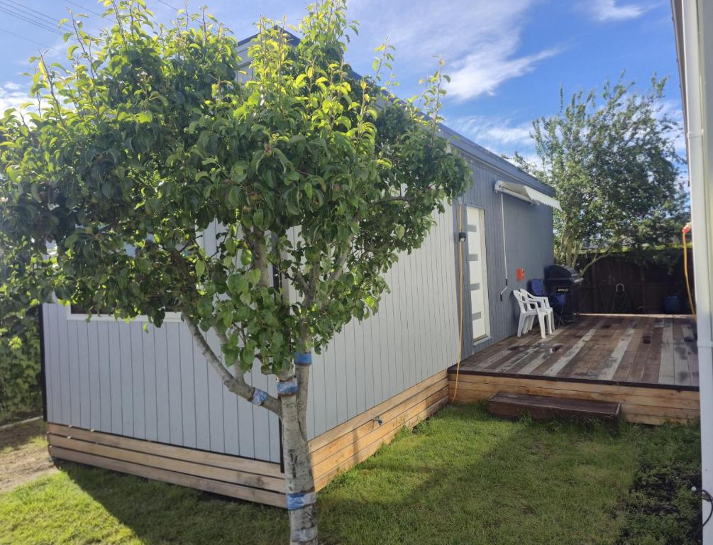 a small tree in a yard next to a tiny house at Manuki Tiny Retreat - Private stay Christchurch in Christchurch