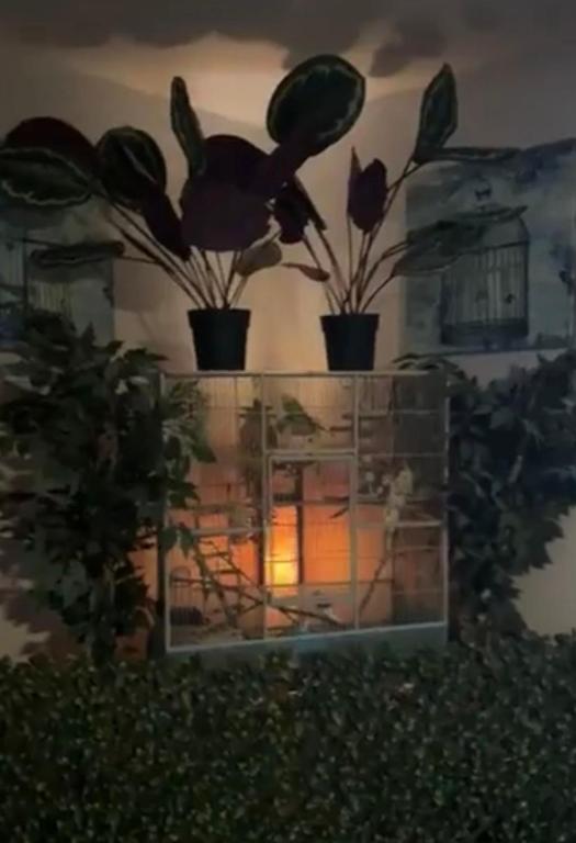 two potted plants sitting on top of a glass shelf at Hotel Plantsylvania in Temple Hills