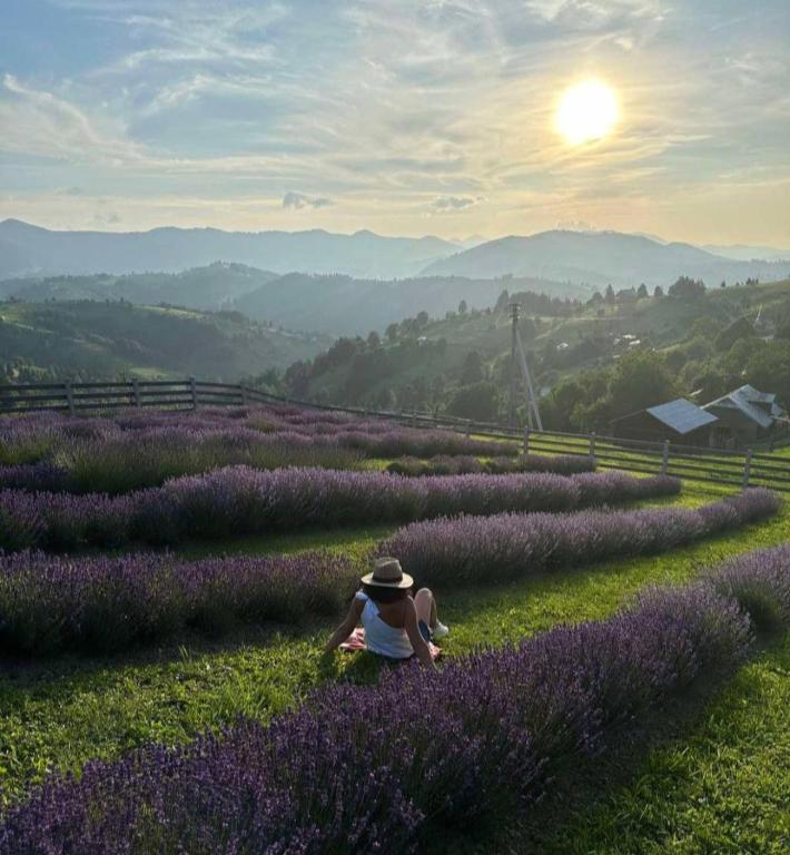 a person sitting in a field of lavender at Lavender Valley in Perekrestnoye