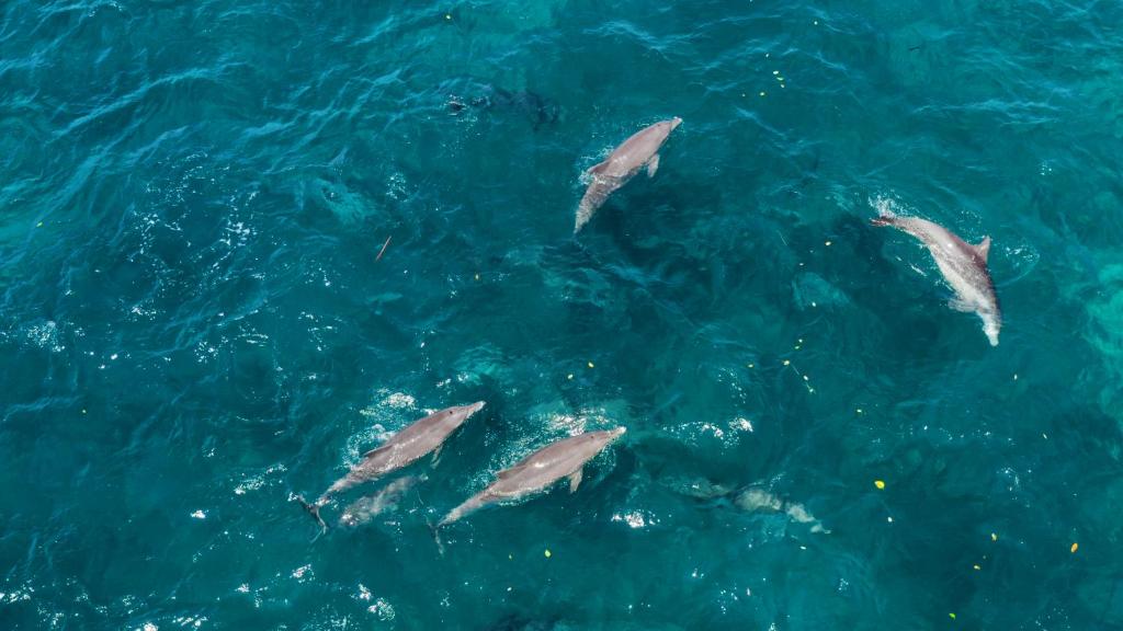 Seven Dreams A Pramana Experience - 18