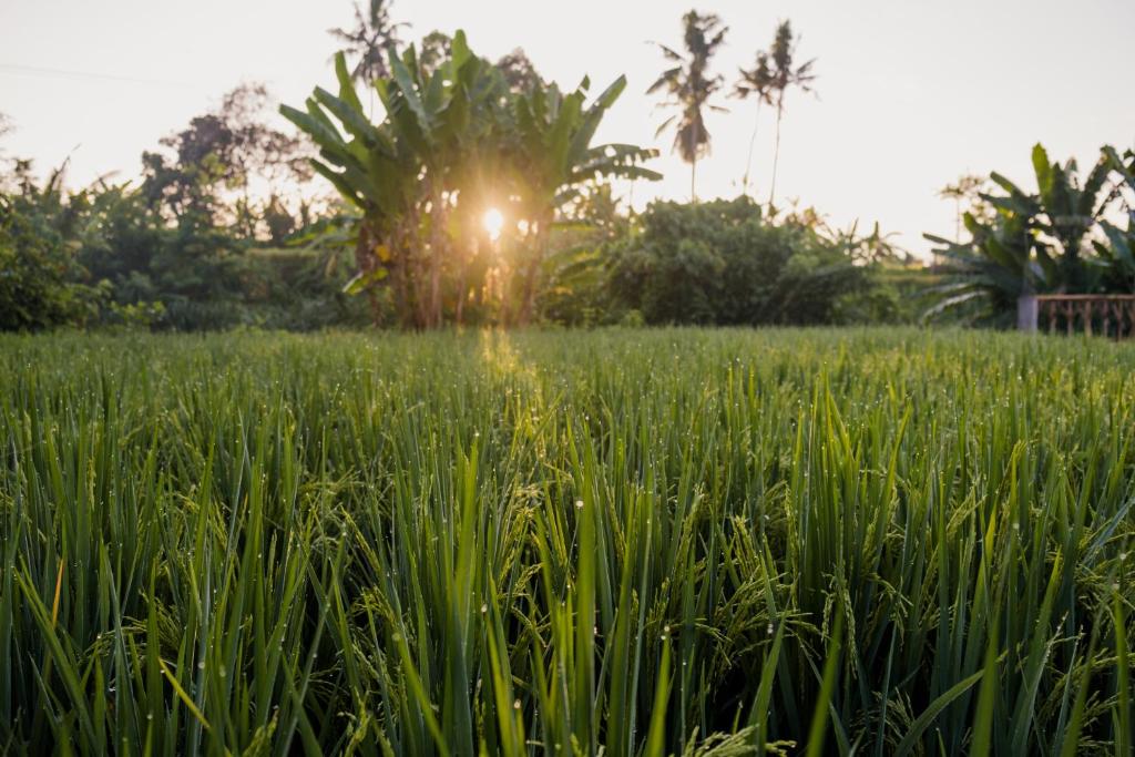 Double Room with Pool View