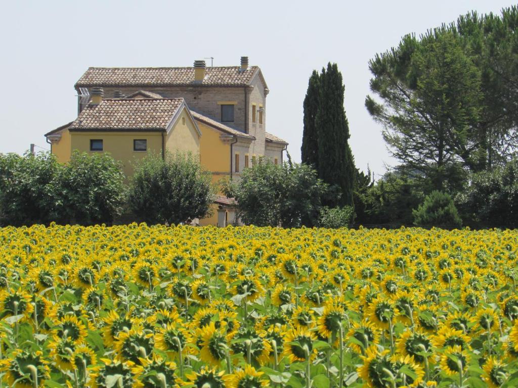 a field of sunflowers in front of a house at Alla Bigattiera in Osimo