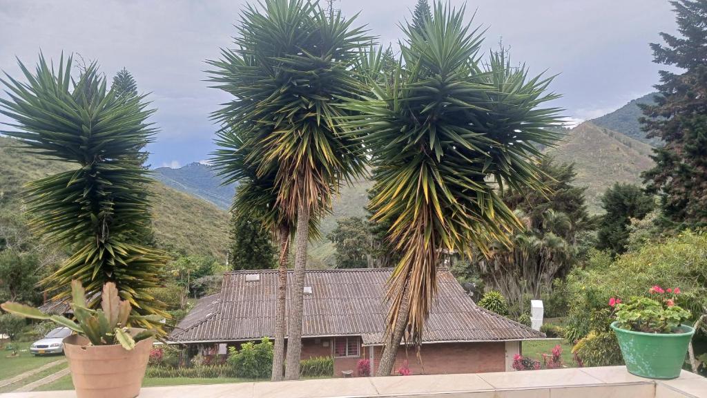 due palme davanti a una casa di Cabaña Villa La Morena a Yumbo