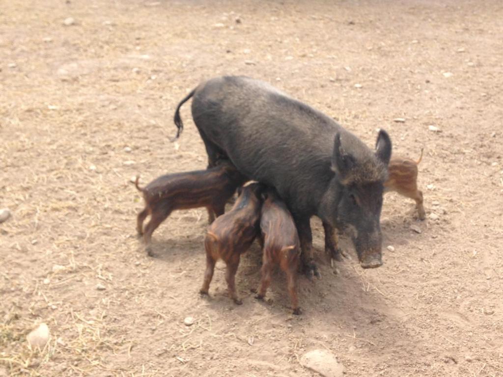 Zvířata v apartmánu nebo okolí