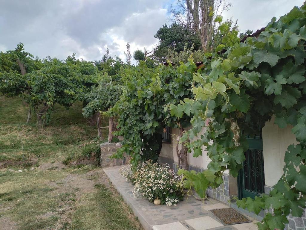 Κήπος έξω από το Cabaña El Secadero Mi Campito Cachi Salta