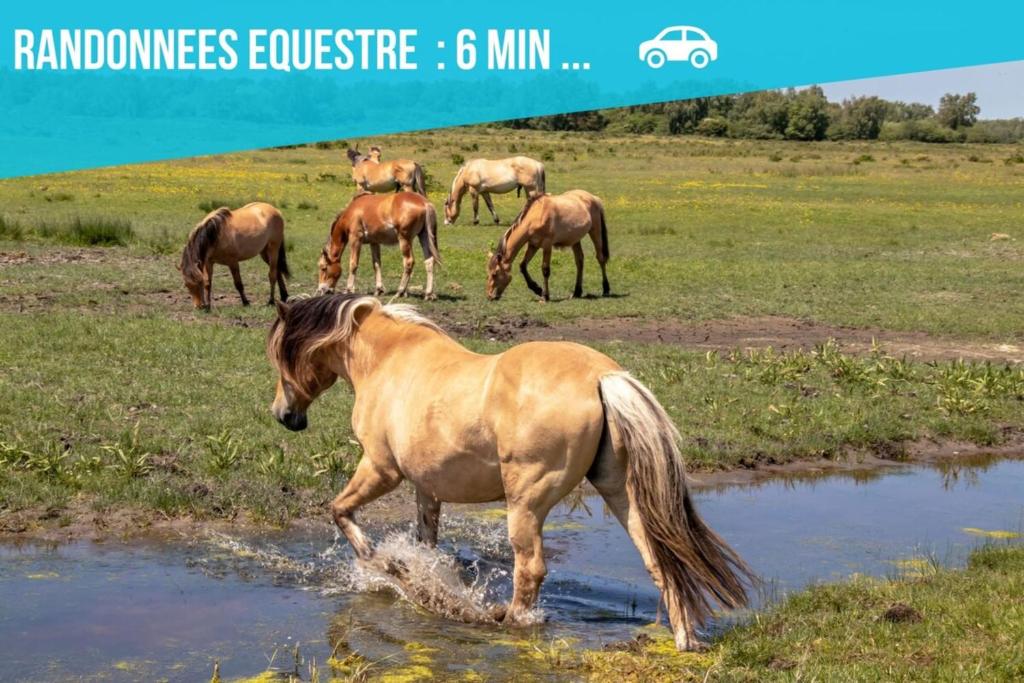 Άλλα ζώα σε αυτή η παραθεριστική κατοικία ή στη γύρω περιοχή