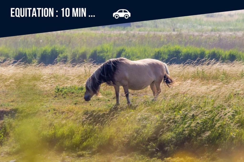 Zvířata v prázdninového domu nebo okolí