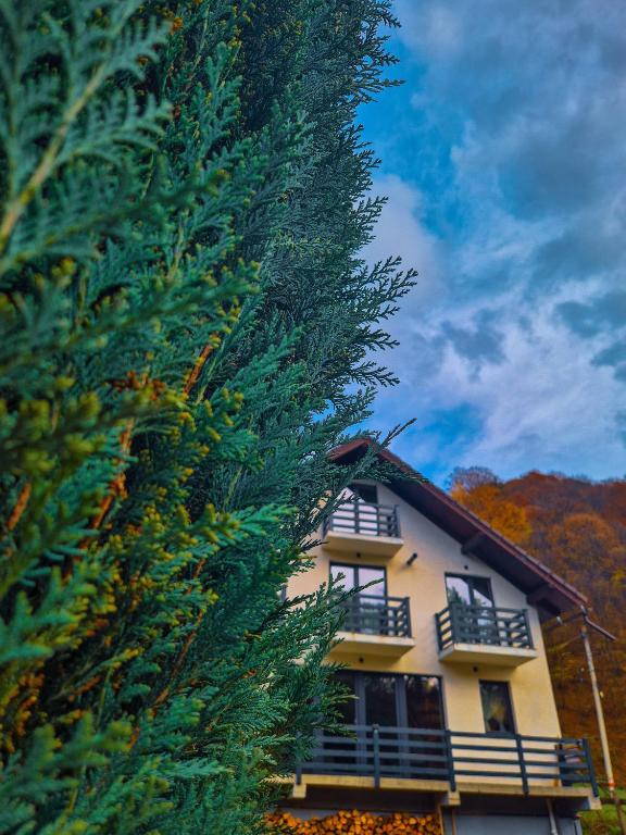 een grote boom naast een huis met een gebouw bij Casa din lunca 2 in Poiana Mărului