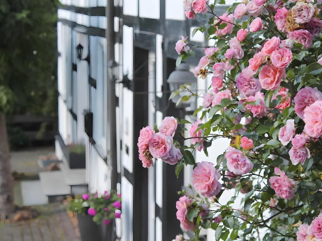 ein Strauß rosa Rosen an einem weißen Gebäude in der Unterkunft Ferienwohnung Küsterland in Assinghausen