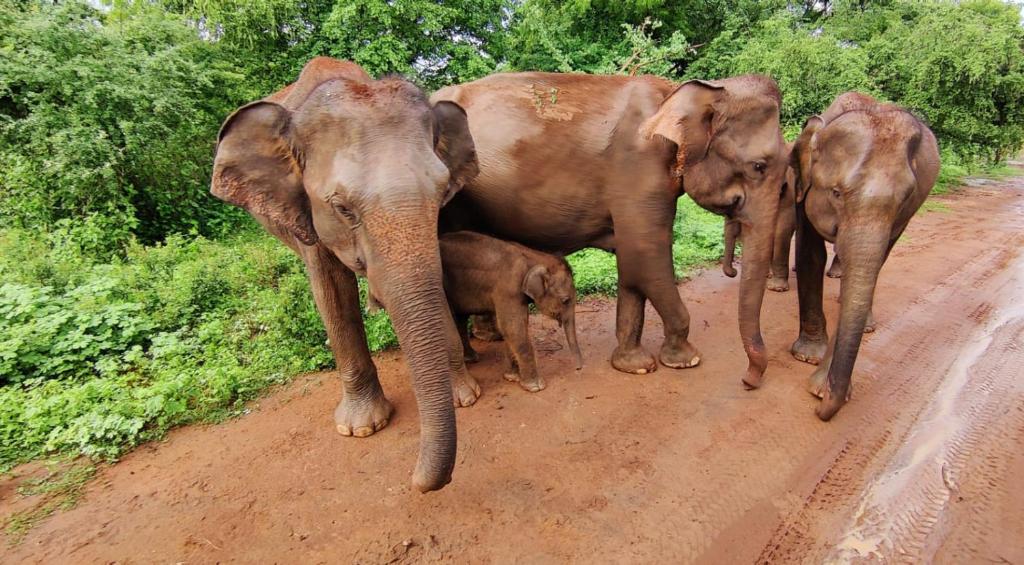 Un grupo de elefantes de pie en un camino de tierra. en Diamond Resorts, en Udawalawe