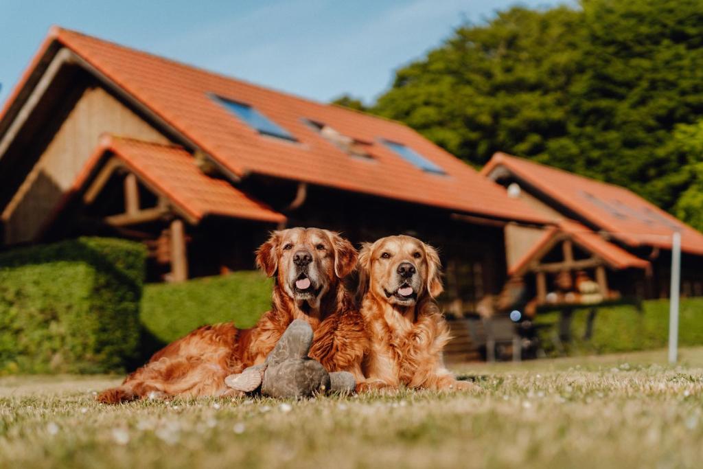 two dogs laying in the grass in front of a house at Blockhausferien Rügen - Meerblick in Sassnitz