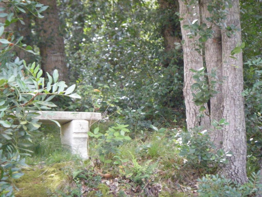 a stone bench sitting in the grass next to a tree at Gîte Acellu in Bonifacio
