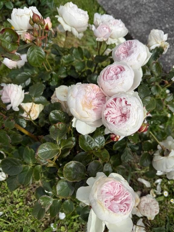 um monte de rosas cor-de-rosa num vaso em Renovated Entire 2BR Flat, Comfort, Scenic Views, Free Parking & 10 min to Ferry em Wellington