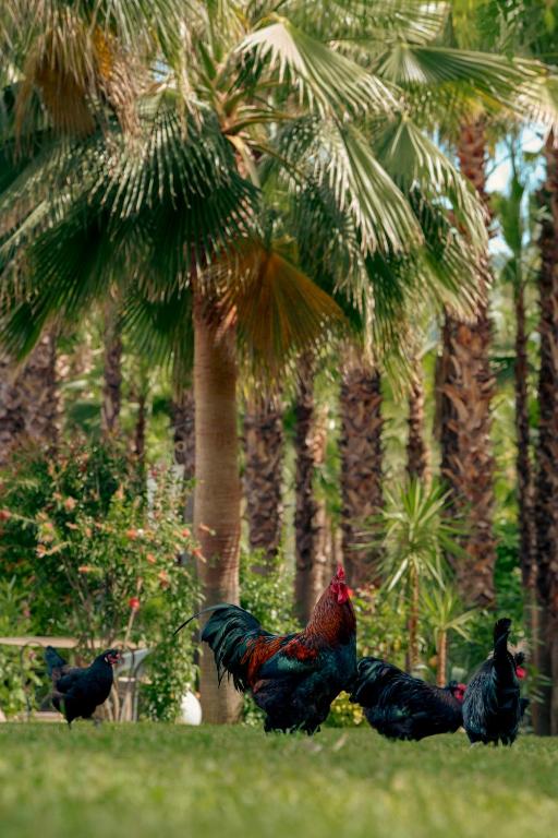 Layla Gocek Adults only - 4