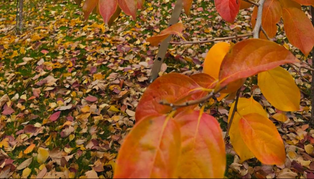 Ein Haufen Blätter lag neben einem Baum auf dem Boden. in der Unterkunft Galeria In The Garden in Plowdiw
