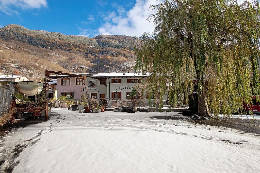 a tree in the snow next to a building at Agriturismo Quinto Quarto in Sondalo