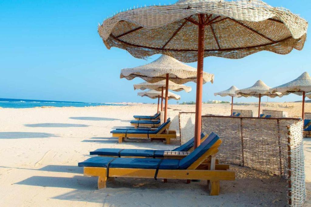 Marsa AlamOyster Bay Beach Suites的海滩上的一排躺椅和遮阳伞