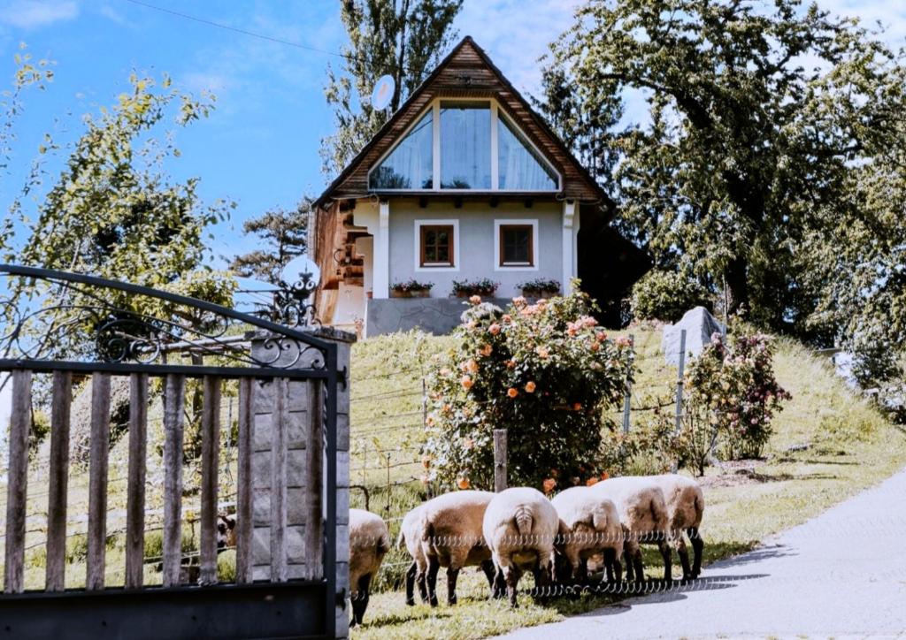 una manada de ovejas parada frente a una casa en Ferienhaus am HerbstHof, en Leutschach