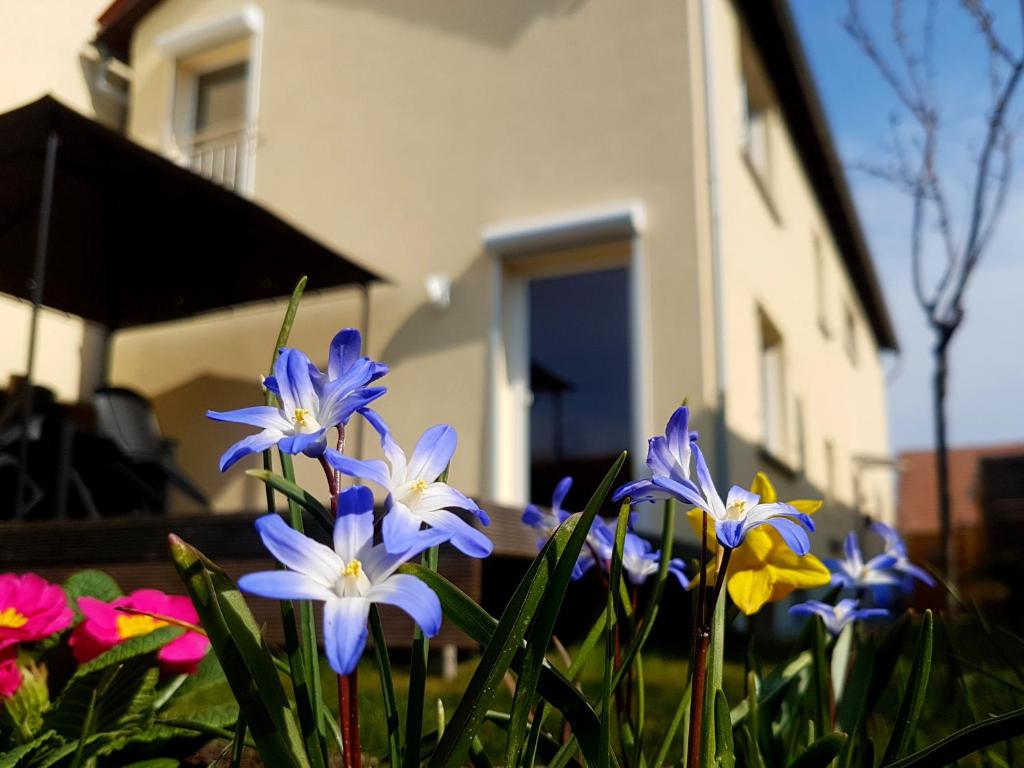 Zahrada ubytování Ferienhaus Senta