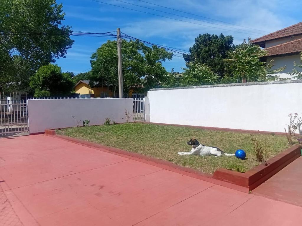 San Clemente del TuyuDepartamentos Tala y Tuyú的一只用蓝色球躺在草地上的狗