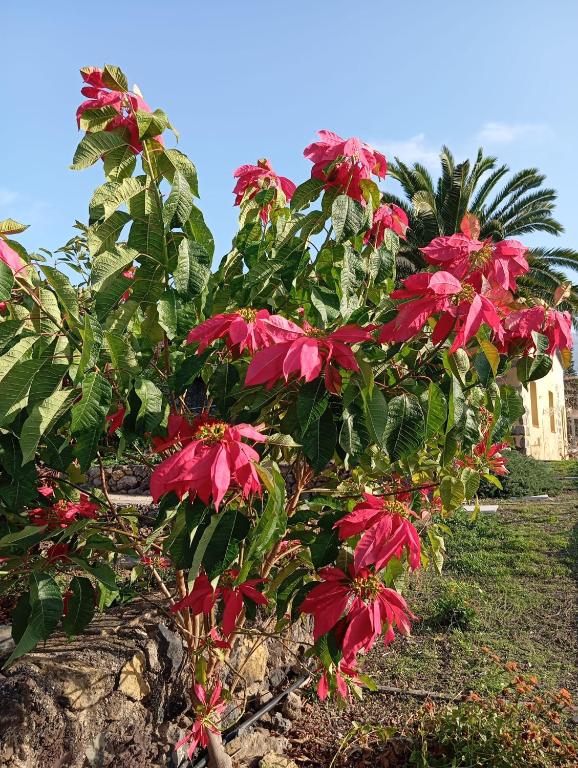 a plant with red flowers in a garden at Finca Las Tapias, Casa Mañé in Puerto de la Cruz