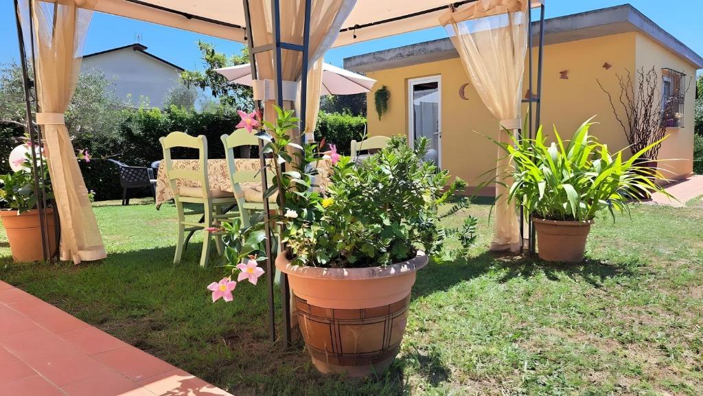 Lunigiana - Casa Anita Con Giardino في كاستيلنوفو ماغرا: مجموعة من النباتات المحفوظة في أصص تحت مظلة