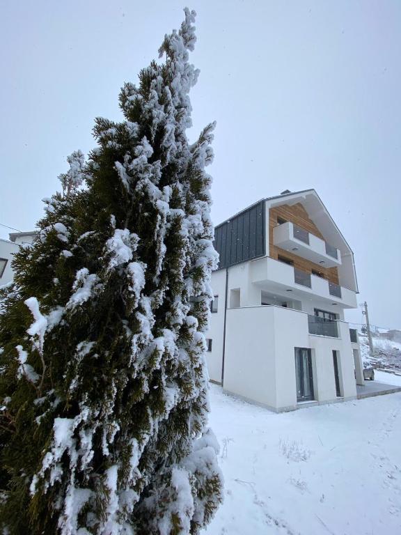 a snow covered christmas tree in front of a building at Marmotta Paltinis in Păltiniş