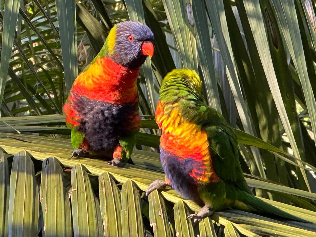 Animales en el bed and breakfast o alrededores