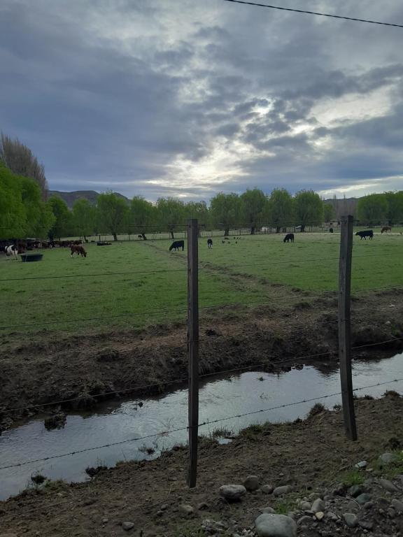 Calafates y lavandas