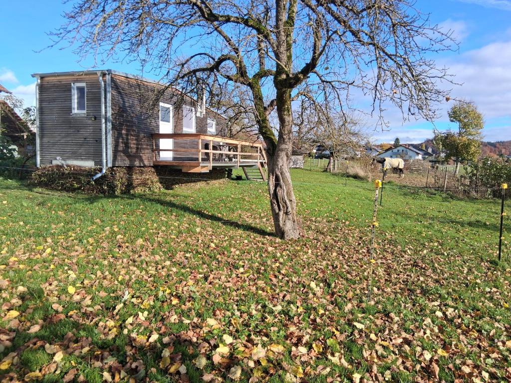 a tree in a field next to a house at Tinyhaus Lara in Bad Waldsee