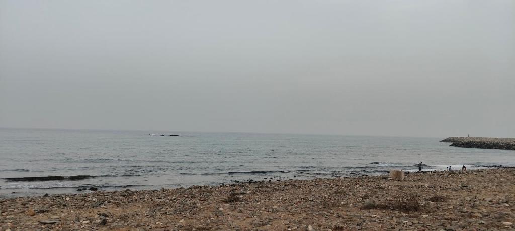 a beach with a group of birds on the water at Homestay in Fujairah