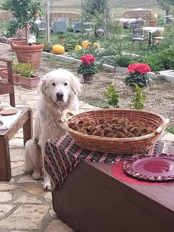 a white dog sitting on a table next to a basket at Antica Masseria Il Casone in Candela