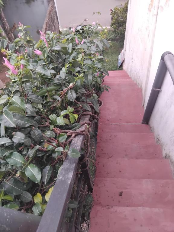 Ceylon Waves Weligama外面的花园