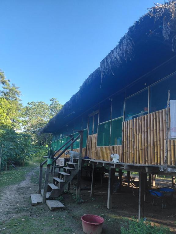 Φωτογραφία από το άλμπουμ του Amazon tucuxi σε Mazán