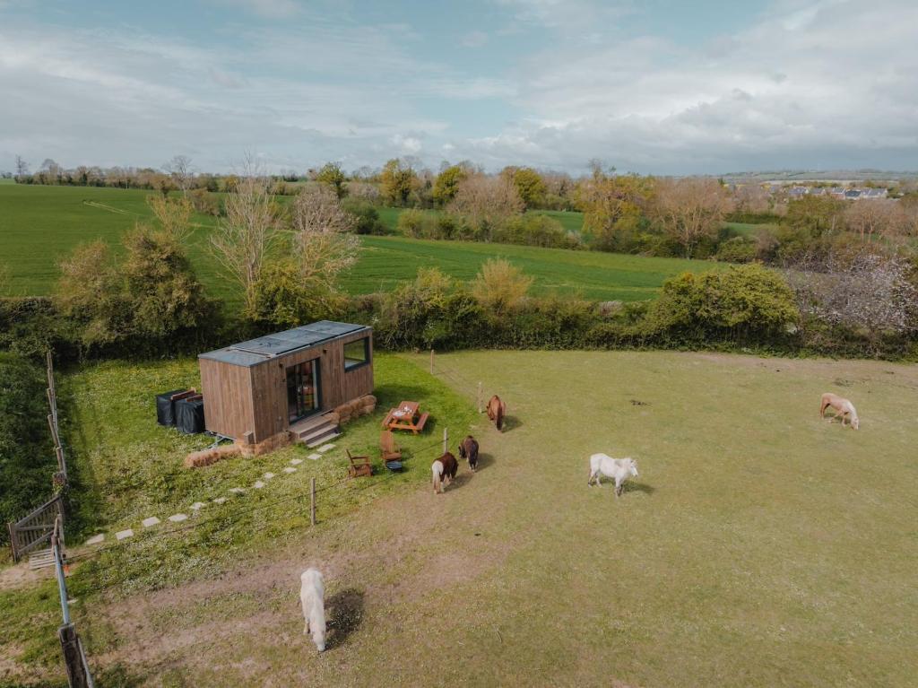 un gruppo di animali al pascolo in un campo accanto a una baita di Parcel Tiny House I Pommiers a Landes-sur-Ajon