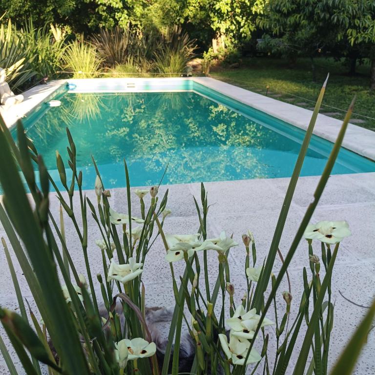 a swimming pool with white flowers in front of it at La morita hospedaje in Brandsen